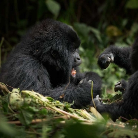 Virunga's Mountain Gorillas