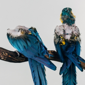 Earthbound | Portrait Series of Captive Birds