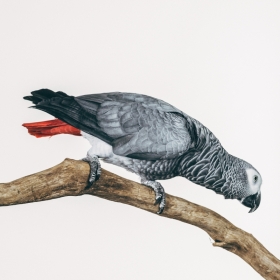 Earthbound | Portrait Series of Captive Birds